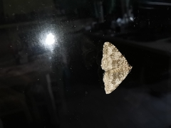 Coenotephria ablutaria