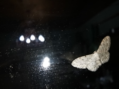 Idaea camparia