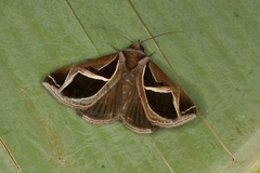Calyptis iter
