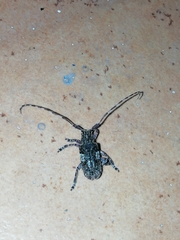 Mesosa nebulosa