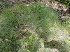 Festuca multinodis