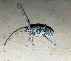 Mesosa nebulosa