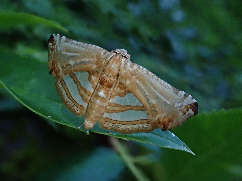 Herdonia margarita