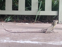 Lophosaurus spinipes