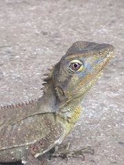 Lophosaurus spinipes