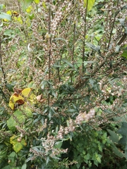 Artemisia vulgaris