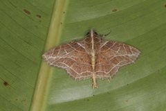 Dolichosomastis dorsilinea