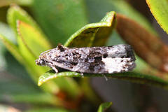 Apotomis sauciana