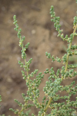 Salsola dendroides