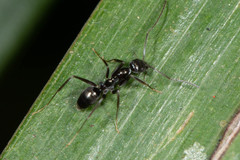 Leptomyrmex burwelli