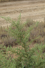 Salsola dendroides