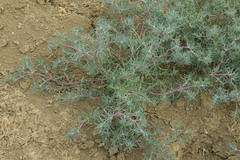 Suaeda acuminata