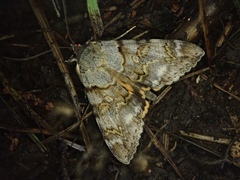 Catocala jonasii