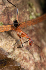 Leptomyrmex cnemidatus