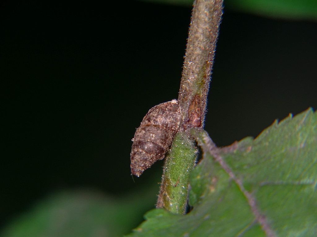 Lesser Bulin