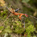 Leptomyrmex cnemidatus - Photo (c) Mark Ayers, some rights reserved (CC BY-NC), uploaded by Mark Ayers