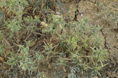 Halanthium