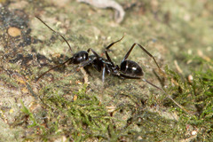 Leptomyrmex burwelli