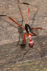 Leptomyrmex tibialis
