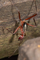 Leptomyrmex tibialis