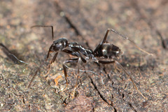 Leptomyrmex burwelli