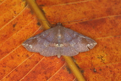 Empelathra pindarus