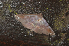 Empelathra pindarus