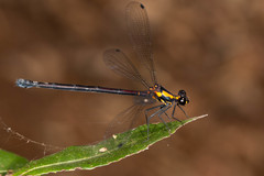 Austroargiolestes chrysoides