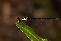 Austroargiolestes chrysoides