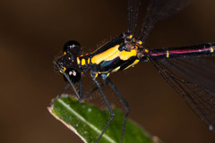 Austroargiolestes chrysoides