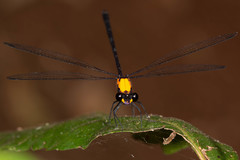 Austroargiolestes chrysoides