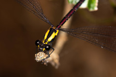 Austroargiolestes chrysoides