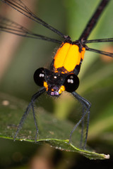 Austroargiolestes chrysoides