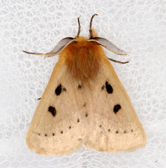 Anthela ocellata