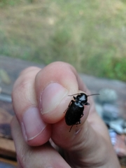 Pterostichus adstrictus