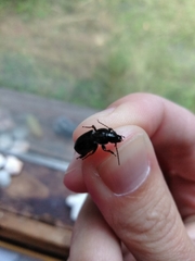 Pterostichus adstrictus