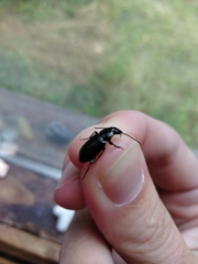 Pterostichus adstrictus