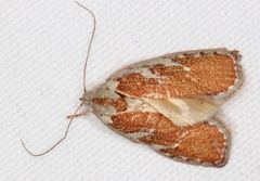 Euchaetis rhizobola
