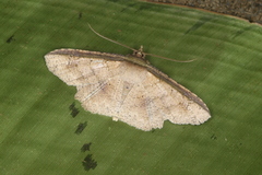 Erebostrota stenelea