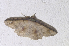 Erebostrota stenelea