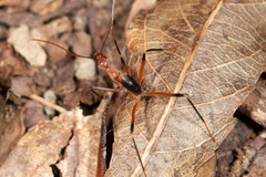 Leptomyrmex cnemidatus