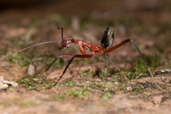 Leptomyrmex tibialis
