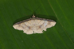 Erebostrota stenelea