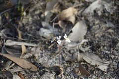 Stylidium calcaratum