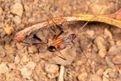 Leptomyrmex cnemidatus
