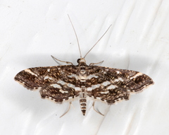 Diasemiopsis ramburialis