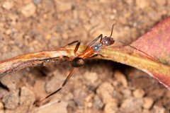 Leptomyrmex cnemidatus