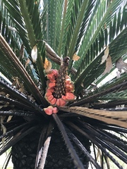 Macrozamia moorei