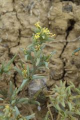 Halanthium