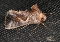 Chrysodeixis subsidens